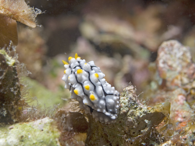 Wart slug, Mandarin Patch